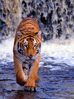 Fondo de pantalla Tiger In Front Of Waterfall 240x320
