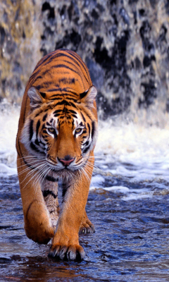 Screenshot №1 pro téma Tiger In Front Of Waterfall 240x400