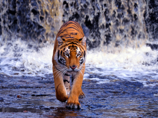 Fondo de pantalla Tiger In Front Of Waterfall 320x240