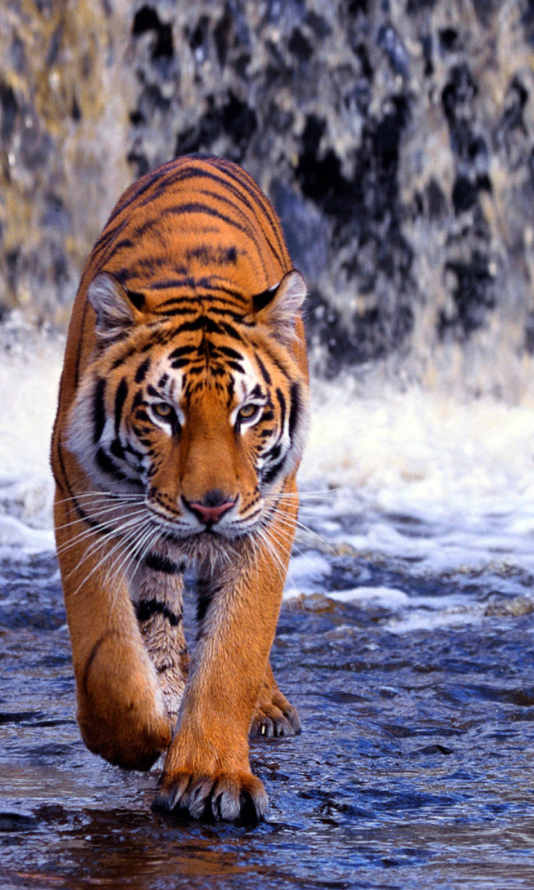 Screenshot №1 pro téma Tiger In Front Of Waterfall 768x1280