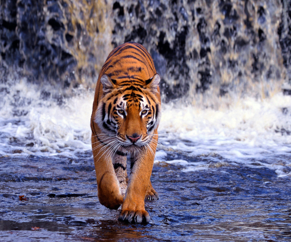 Tiger In Front Of Waterfall screenshot #1 960x800