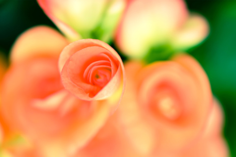 Roses screenshot #1 480x320