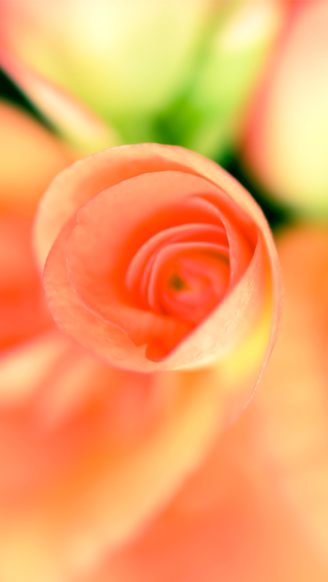 Das Roses Wallpaper 640x1136