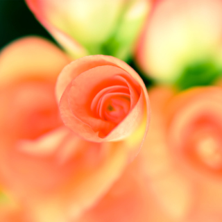 Roses - Obrázkek zdarma pro iPad 3