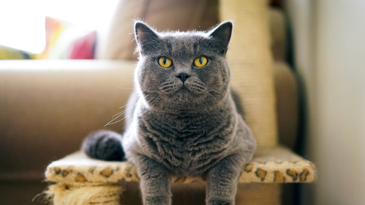 Fondo de pantalla British Shorthair Domestic Cat 1280x720