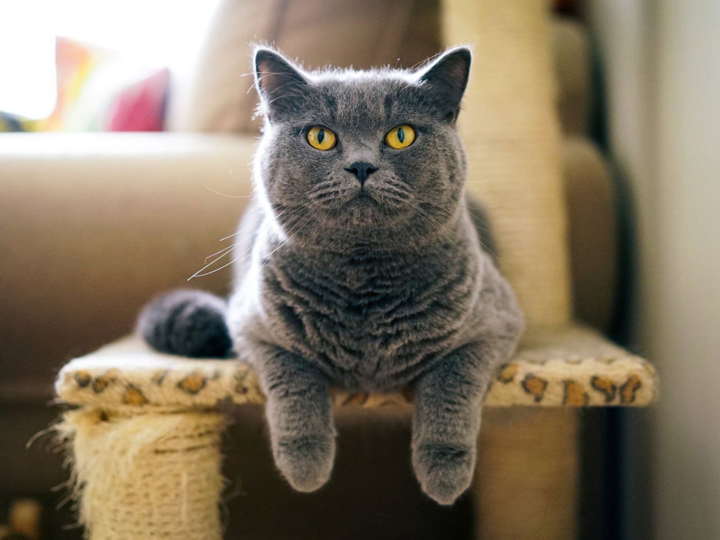 Обои British Shorthair Domestic Cat 1400x1050