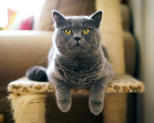 Screenshot №1 pro téma British Shorthair Domestic Cat 220x176