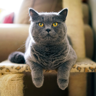 British Shorthair Domestic Cat Background for 1024x1024