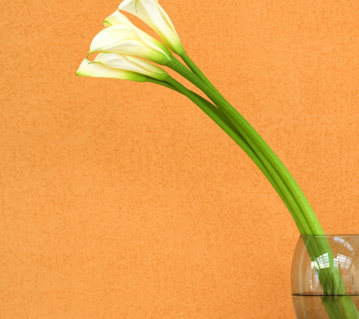 Calla Lily wallpaper 1440x1280