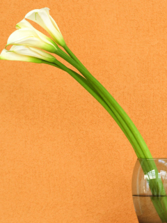 Screenshot №1 pro téma Calla Lily 240x320