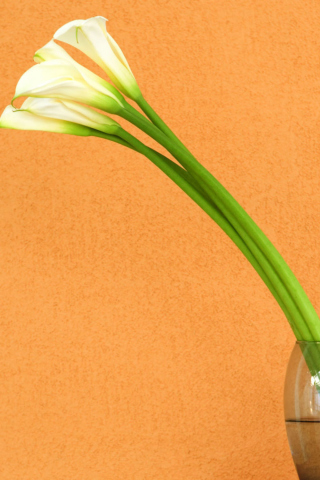 Das Calla Lily Wallpaper 320x480