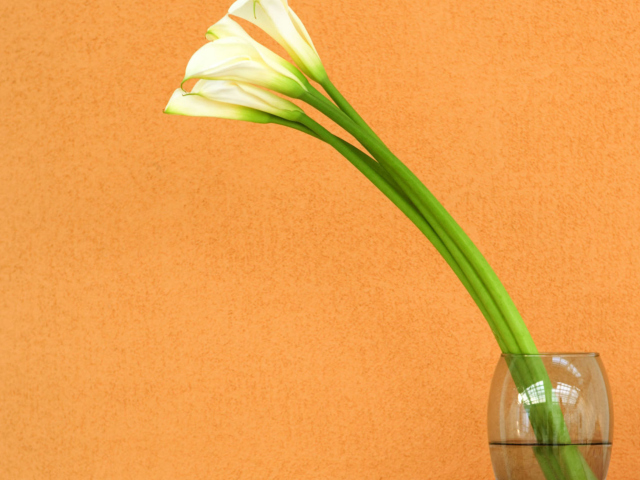 Das Calla Lily Wallpaper 640x480