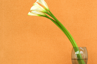 Kostenloses Calla Lily Wallpaper für Android, iPhone und iPad