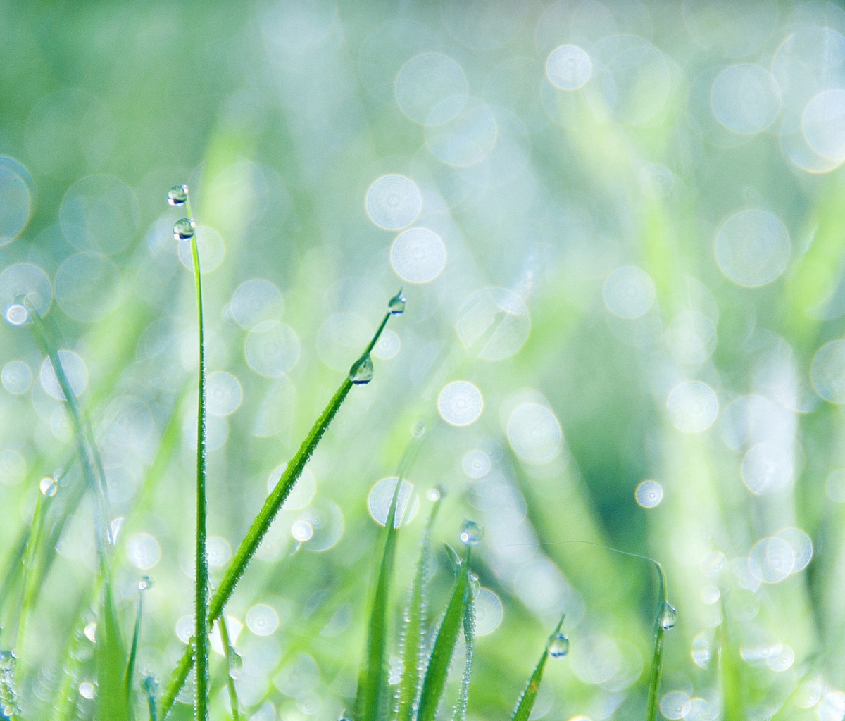 Screenshot №1 pro téma Grass And Dew 1200x1024