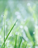 Grass And Dew screenshot #1 128x160