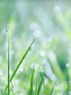 Screenshot №1 pro téma Grass And Dew 240x320