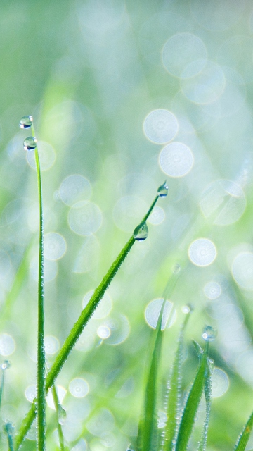 Das Grass And Dew Wallpaper 360x640