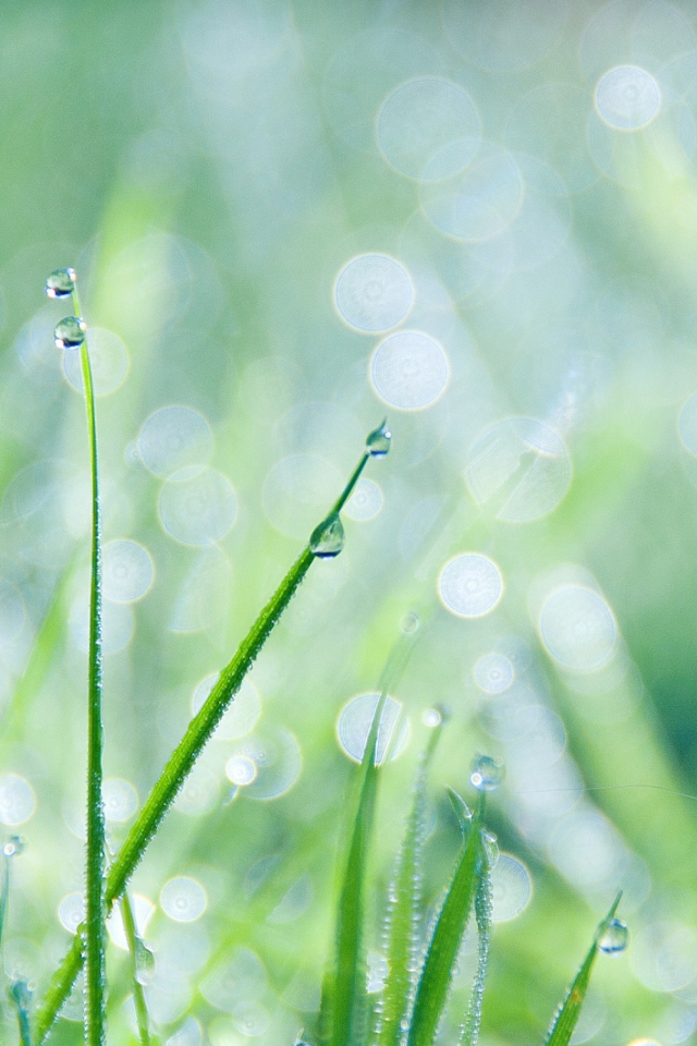 Screenshot №1 pro téma Grass And Dew 640x960