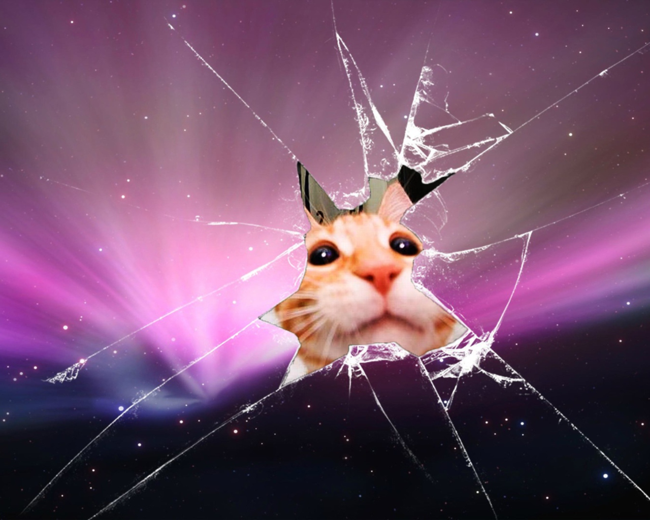 Screenshot №1 pro téma Cat And Broken Glass 1280x1024
