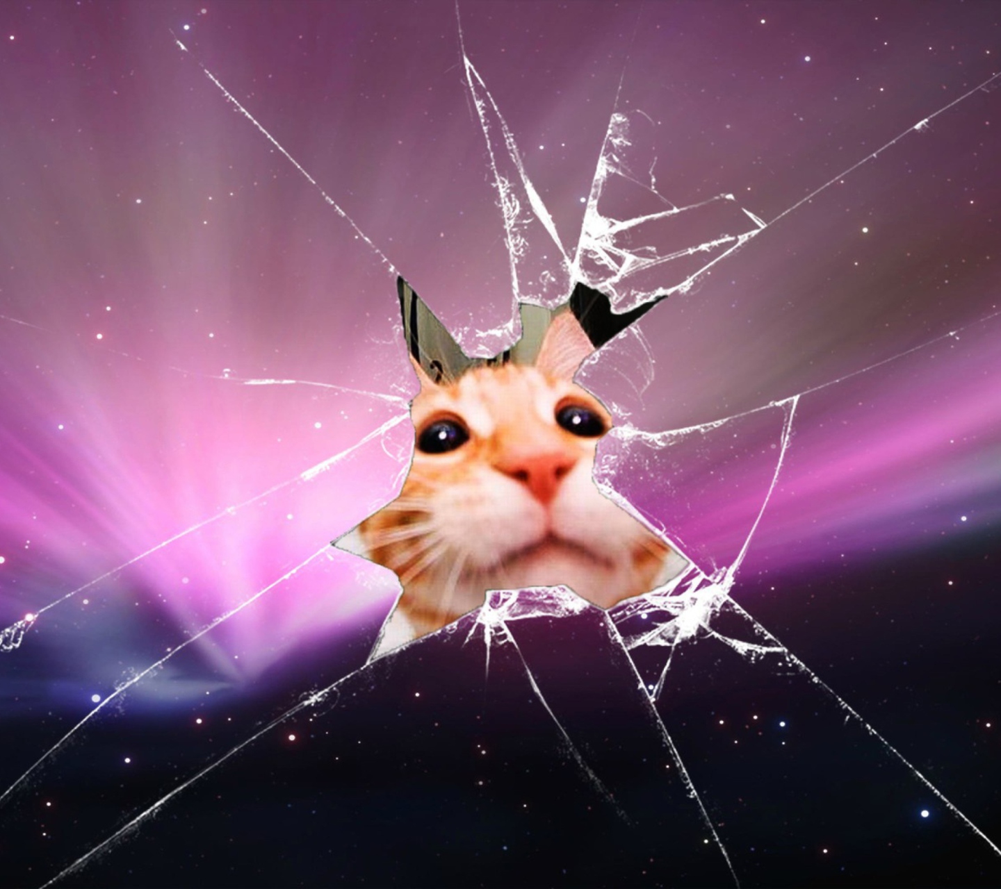 Screenshot №1 pro téma Cat And Broken Glass 1440x1280