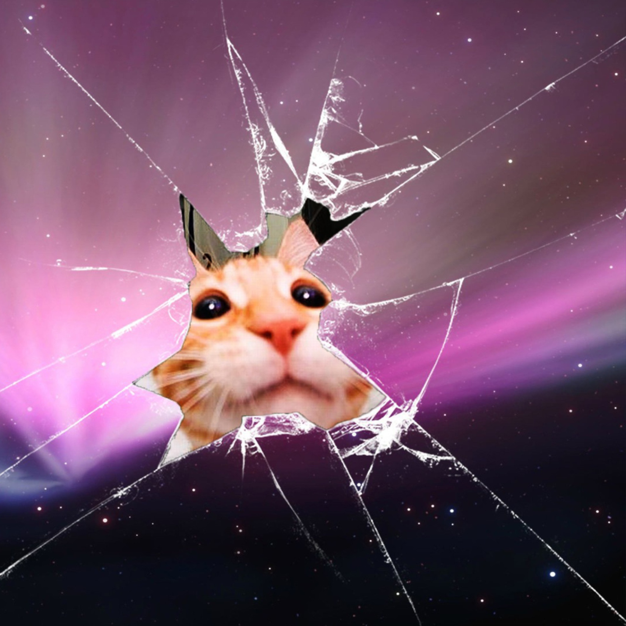 Screenshot №1 pro téma Cat And Broken Glass 2048x2048