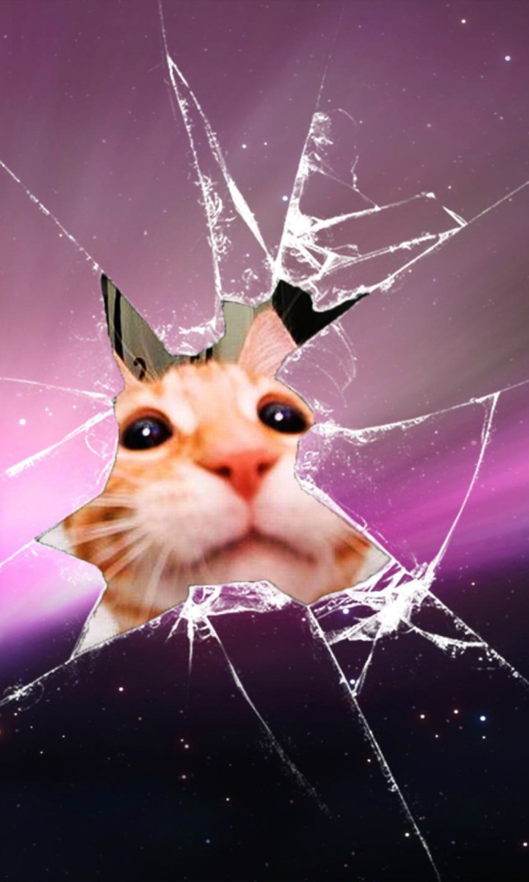 Fondo de pantalla Cat And Broken Glass 768x1280