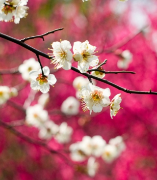 Spring Bloom - Obrázkek zdarma pro 480x800