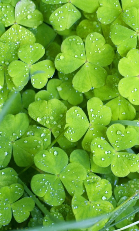 Clover And Dew wallpaper 480x800