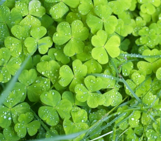 Clover And Dew Background for iPad 2