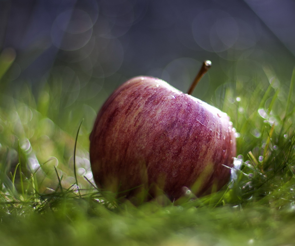 Fondo de pantalla Apple In The Grass 960x800