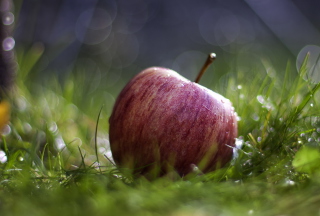 Apple In The Grass - Obrázkek zdarma pro 320x240