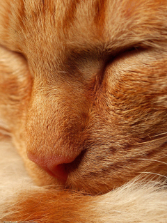 Das Orange Cat Wallpaper 240x320