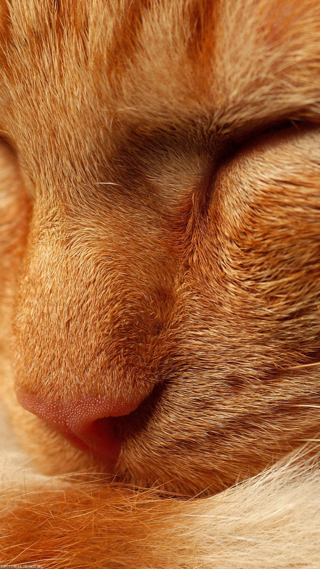 Orange Cat screenshot #1 640x1136