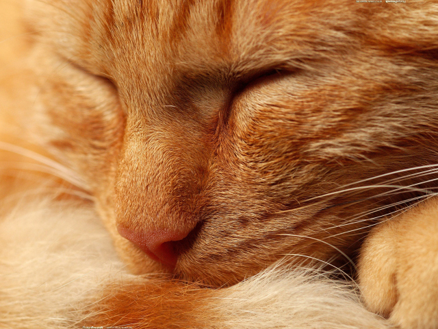 Orange Cat wallpaper 640x480