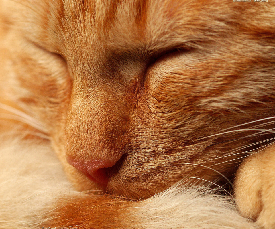 Das Orange Cat Wallpaper 960x800