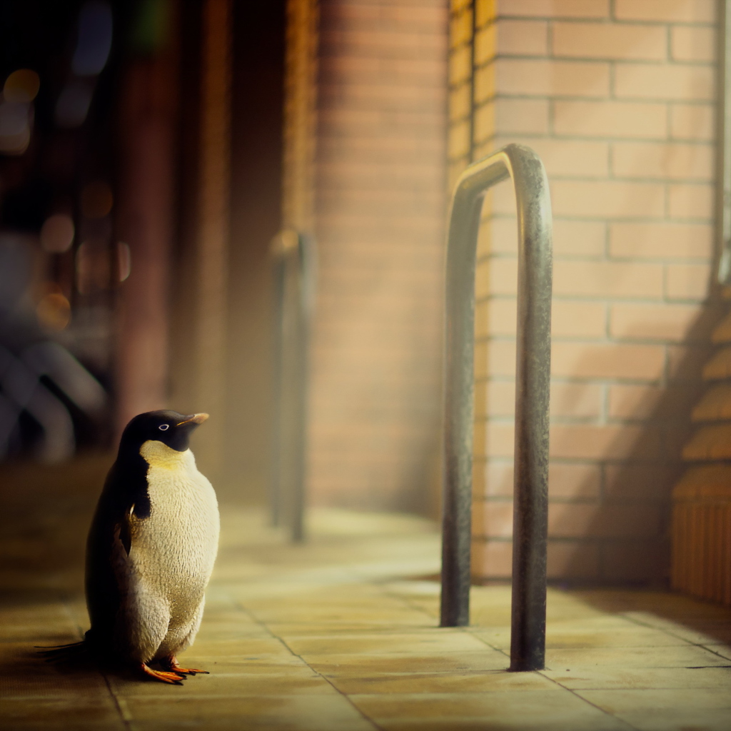 Penguin screenshot #1 1024x1024