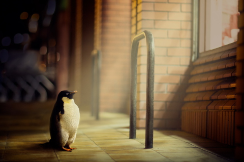 Penguin screenshot #1 480x320