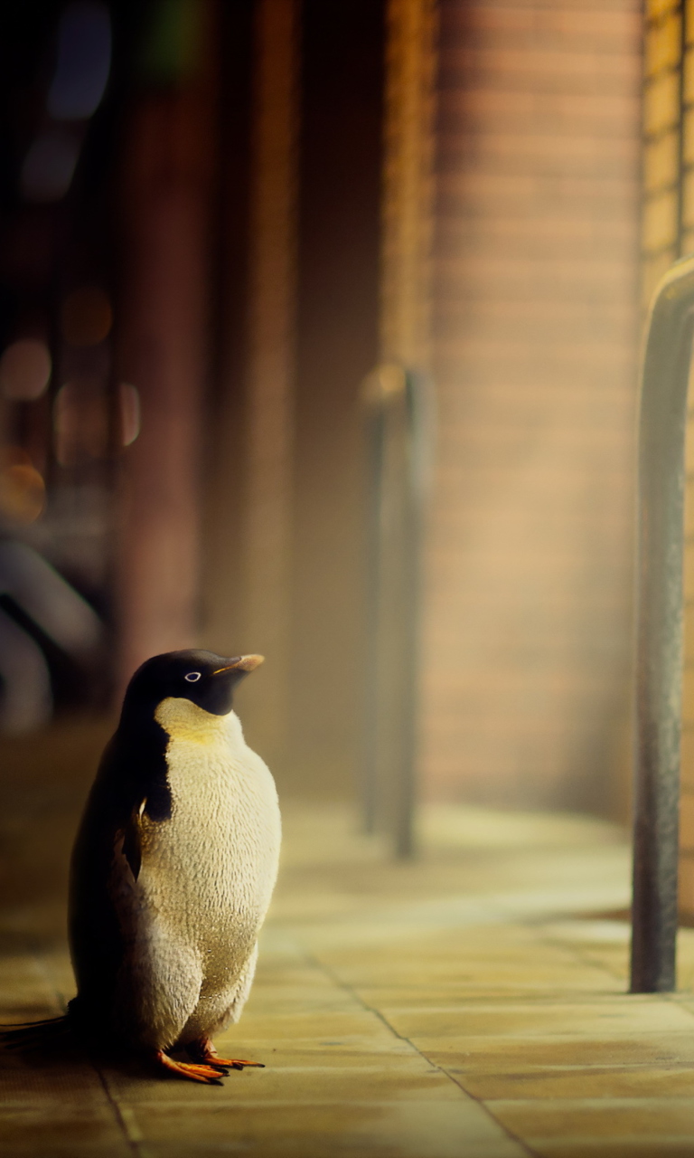 Penguin screenshot #1 768x1280