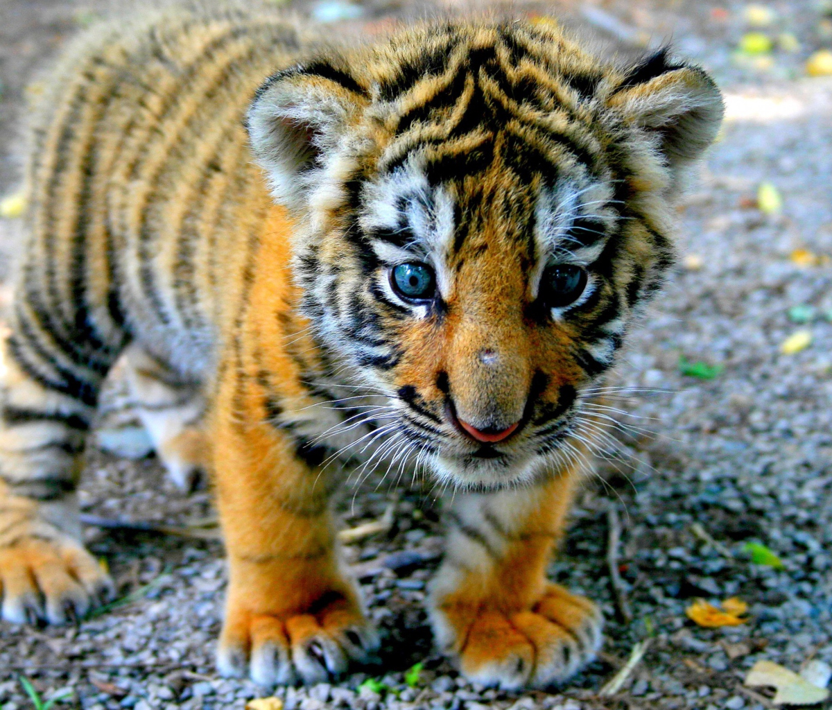 Das Cute Tiger Cub Wallpaper 1200x1024