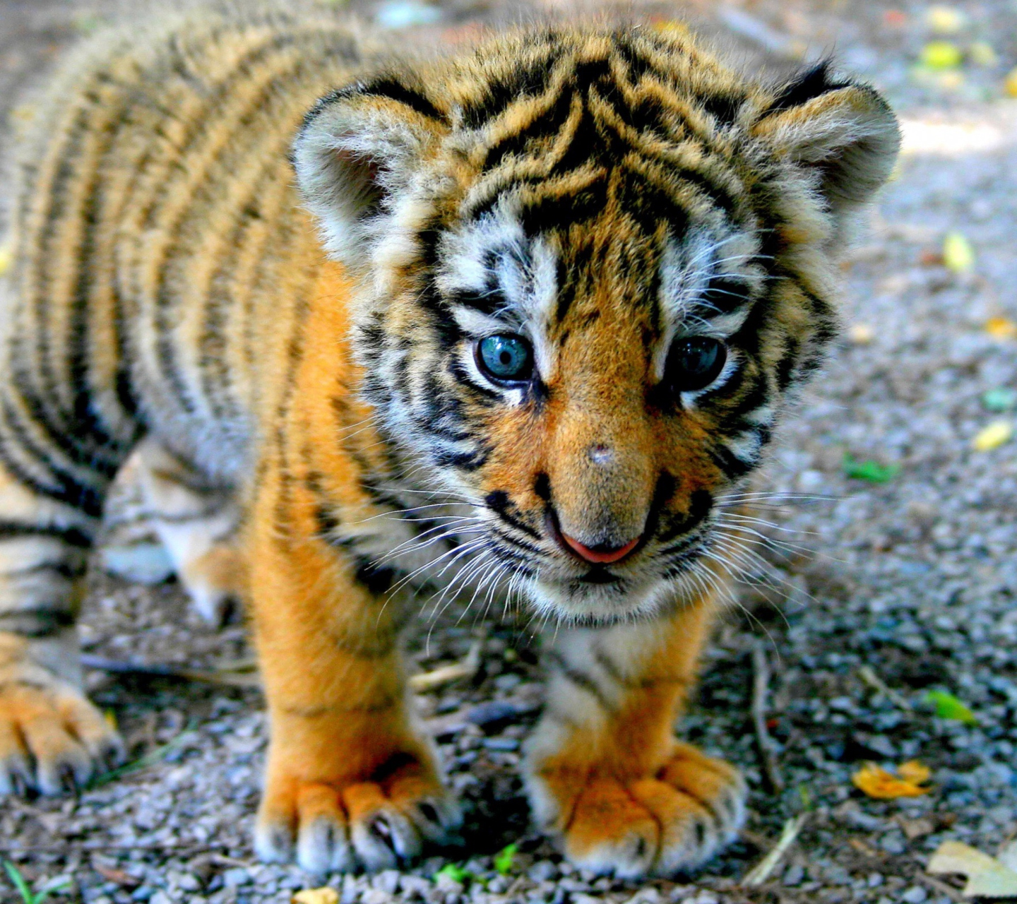 Screenshot №1 pro téma Cute Tiger Cub 1440x1280
