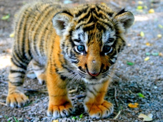 Cute Tiger Cub screenshot #1 320x240