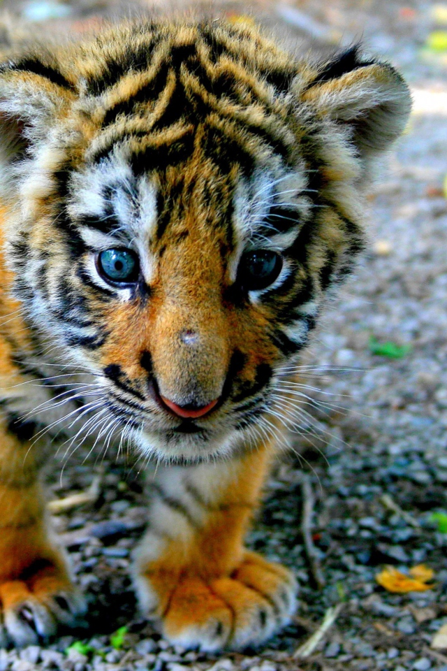 Cute Tiger Cub screenshot #1 640x960