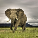 Screenshot №1 pro téma Elephant In National Park South Africa 128x128