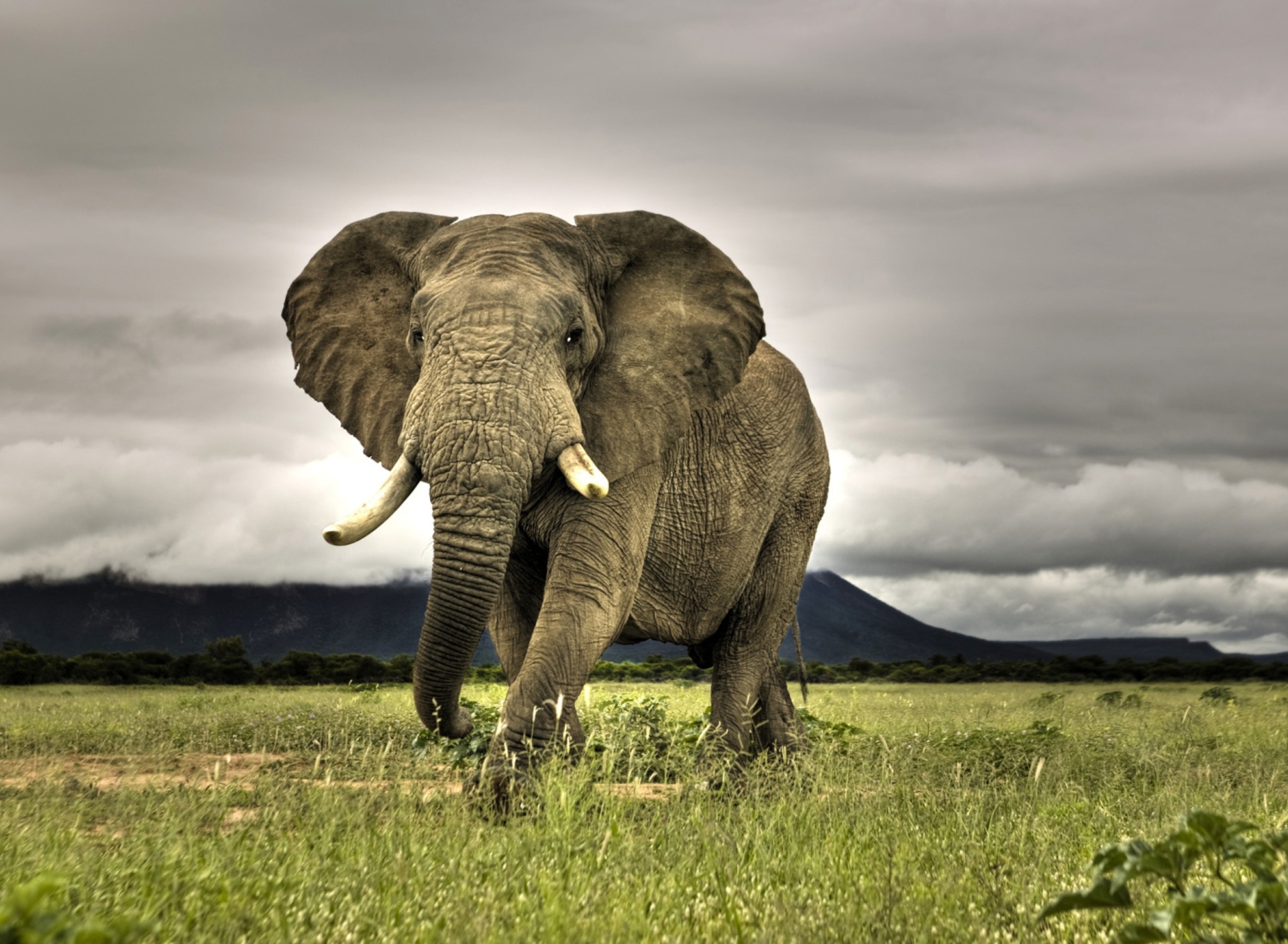 Sfondi Elephant In National Park South Africa 1920x1408