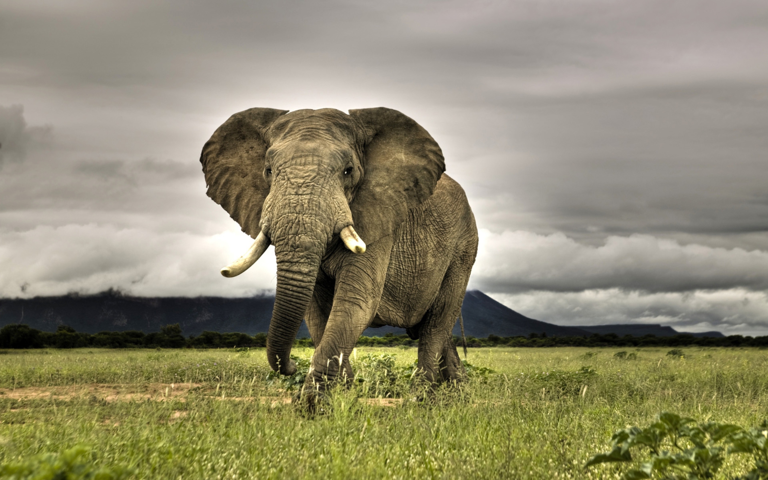 Screenshot №1 pro téma Elephant In National Park South Africa 2560x1600