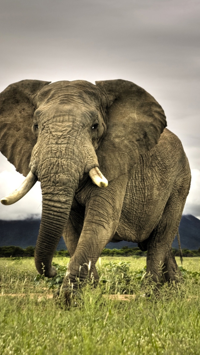 Elephant In National Park South Africa wallpaper 640x1136