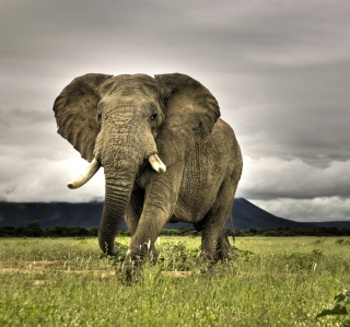 Elephant In National Park South Africa - Obrázkek zdarma pro iPad Air