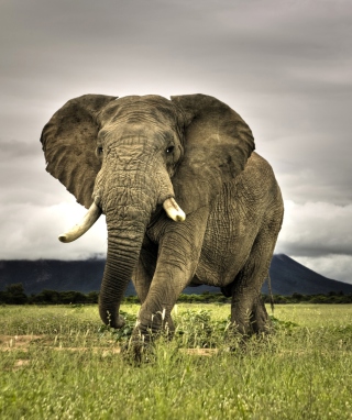 Elephant In National Park South Africa - Obrázkek zdarma pro 240x400