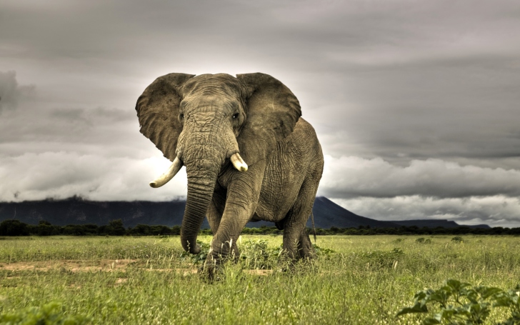 Обои Elephant In National Park South Africa
