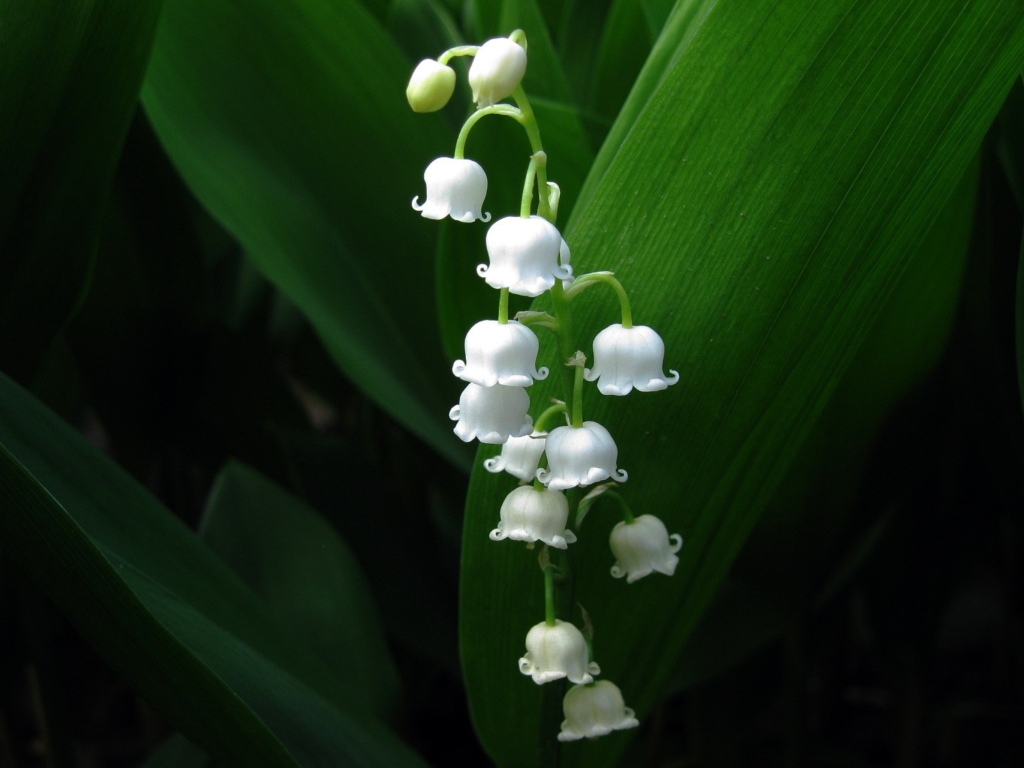 Das Lily Of The Valley Wallpaper 1024x768